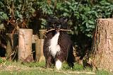 CHIEN NU CHINOIS 262
